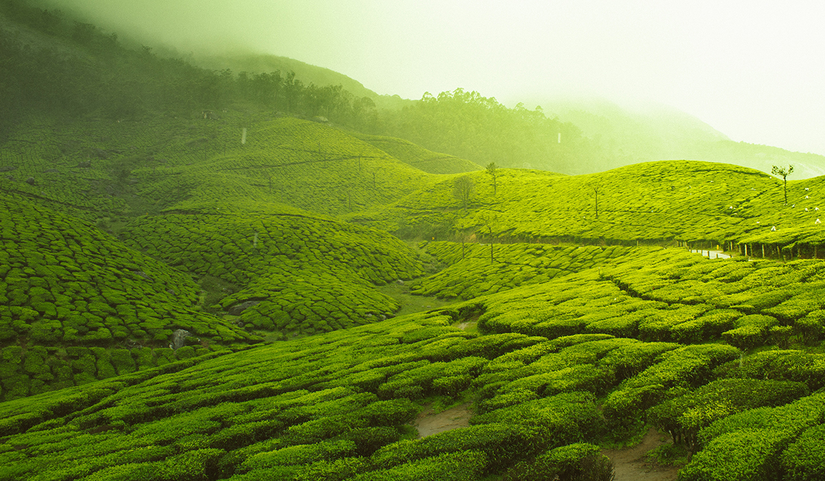 Scents and colors of Kerala