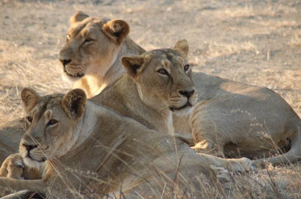 Visit Gir National Park Gujrat India