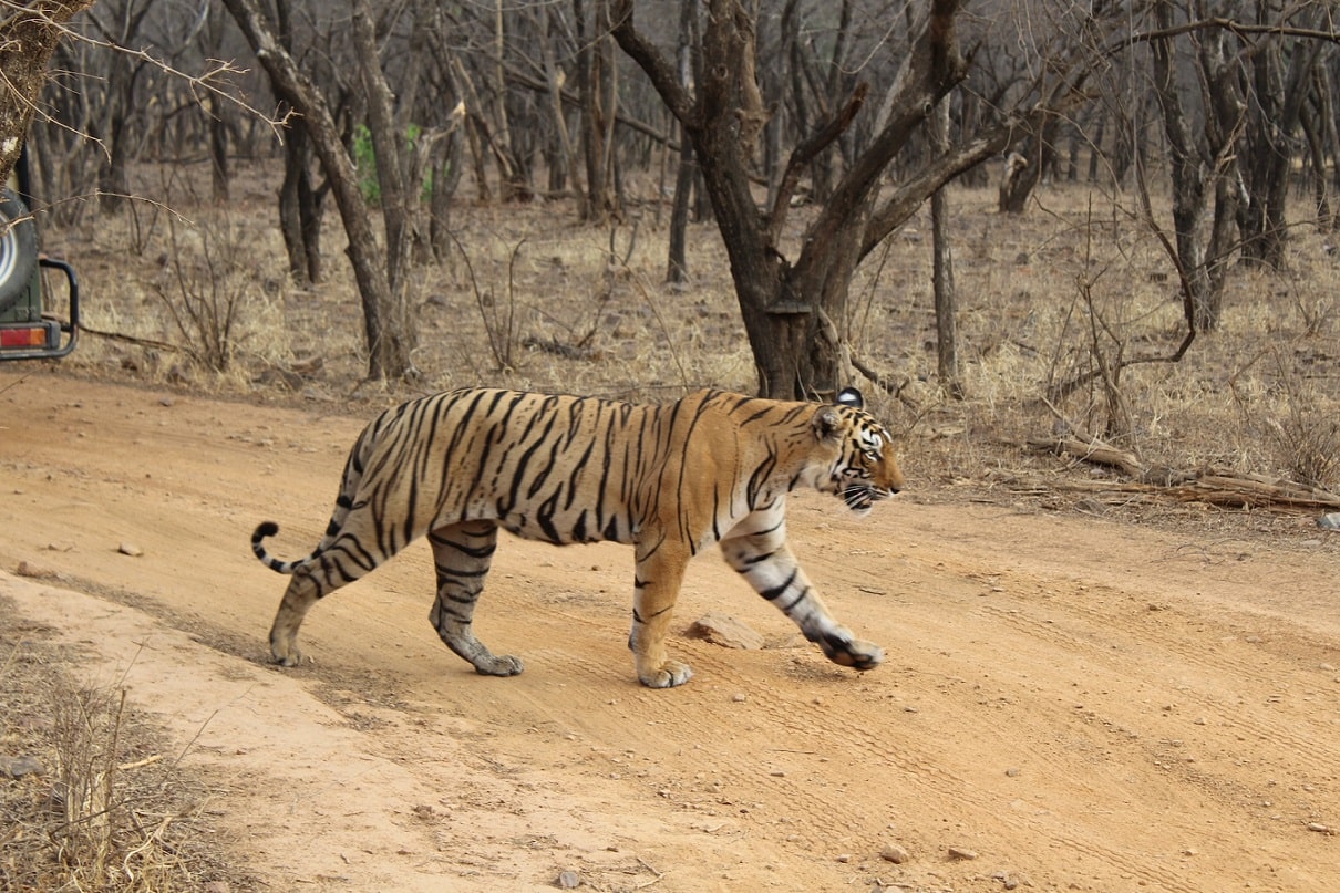 Wildlife In Rajasthan
