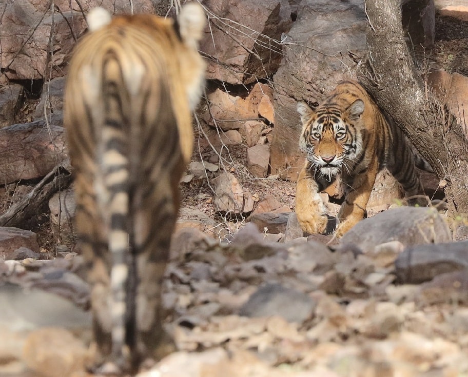 Ranthambore National Park