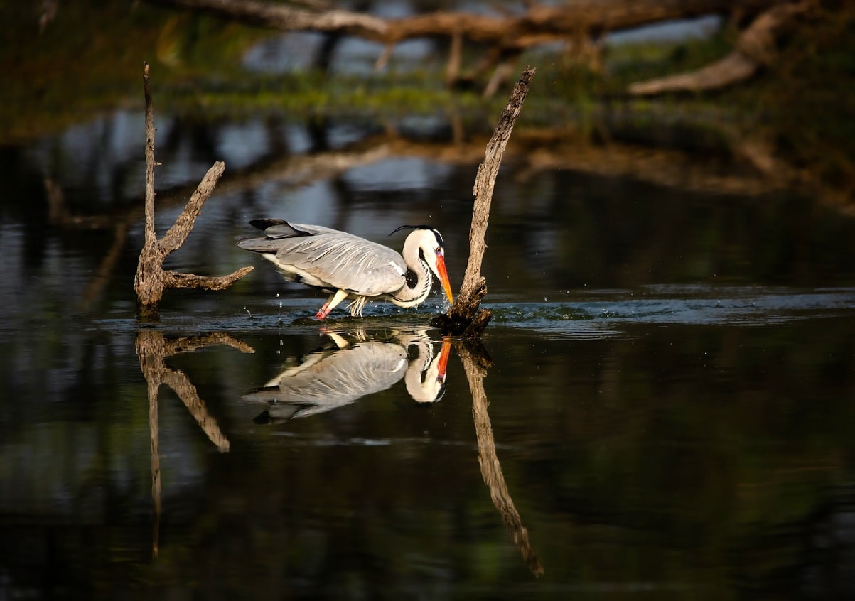 keoladeo National Park Bharatpur Rajasthan India