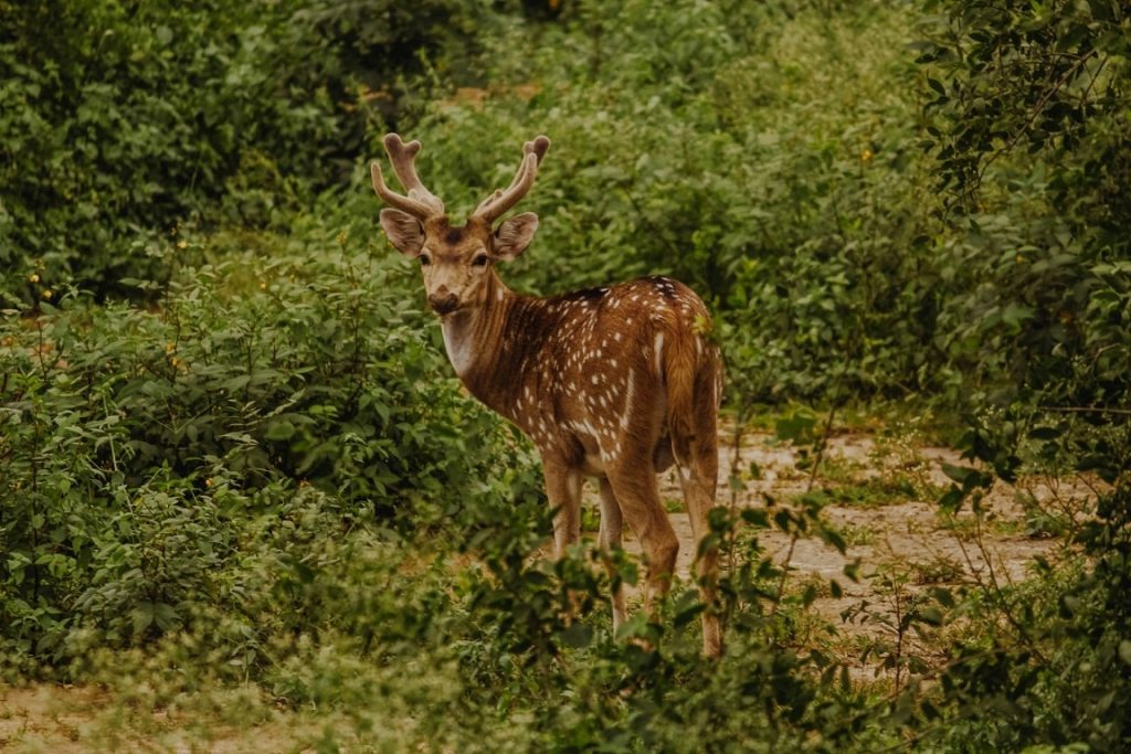Bharatpur Bird Sanctuary - Places to Visit Near Agra