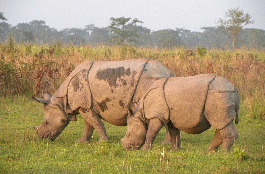 Kaziranga National Park Rhino Photos