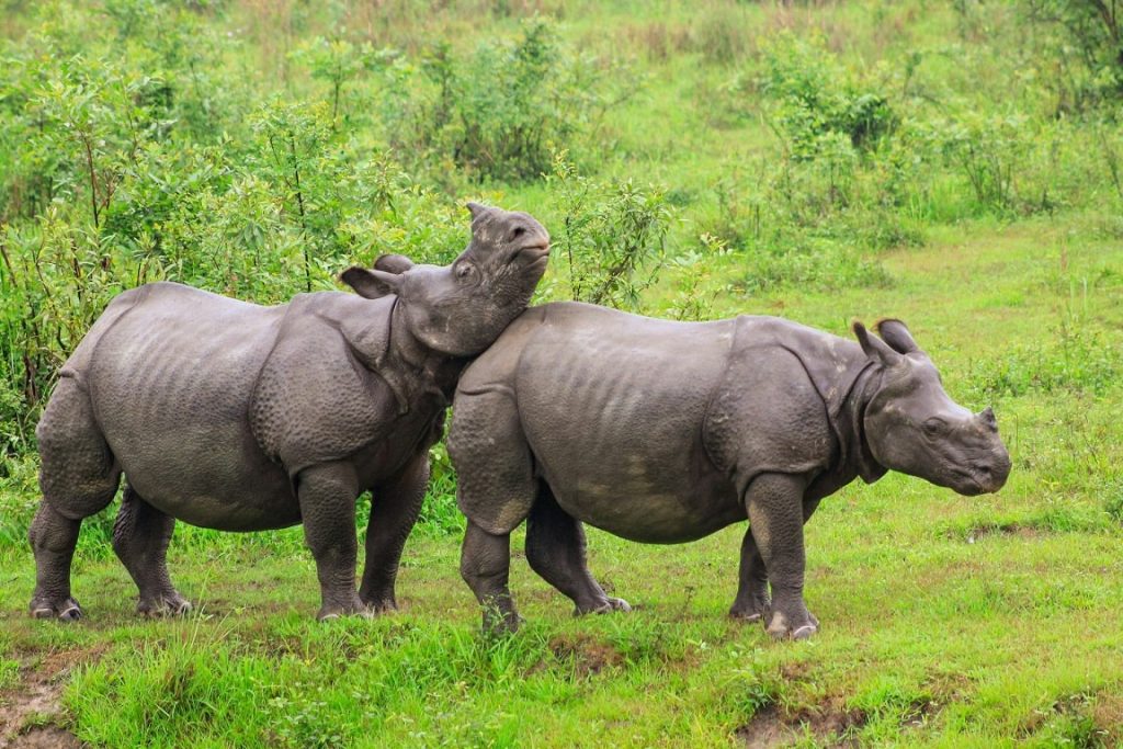 Kaziranga National Park Rhino Couple Photos