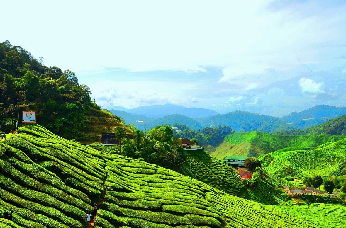 Things To Do in Cameron Highlands