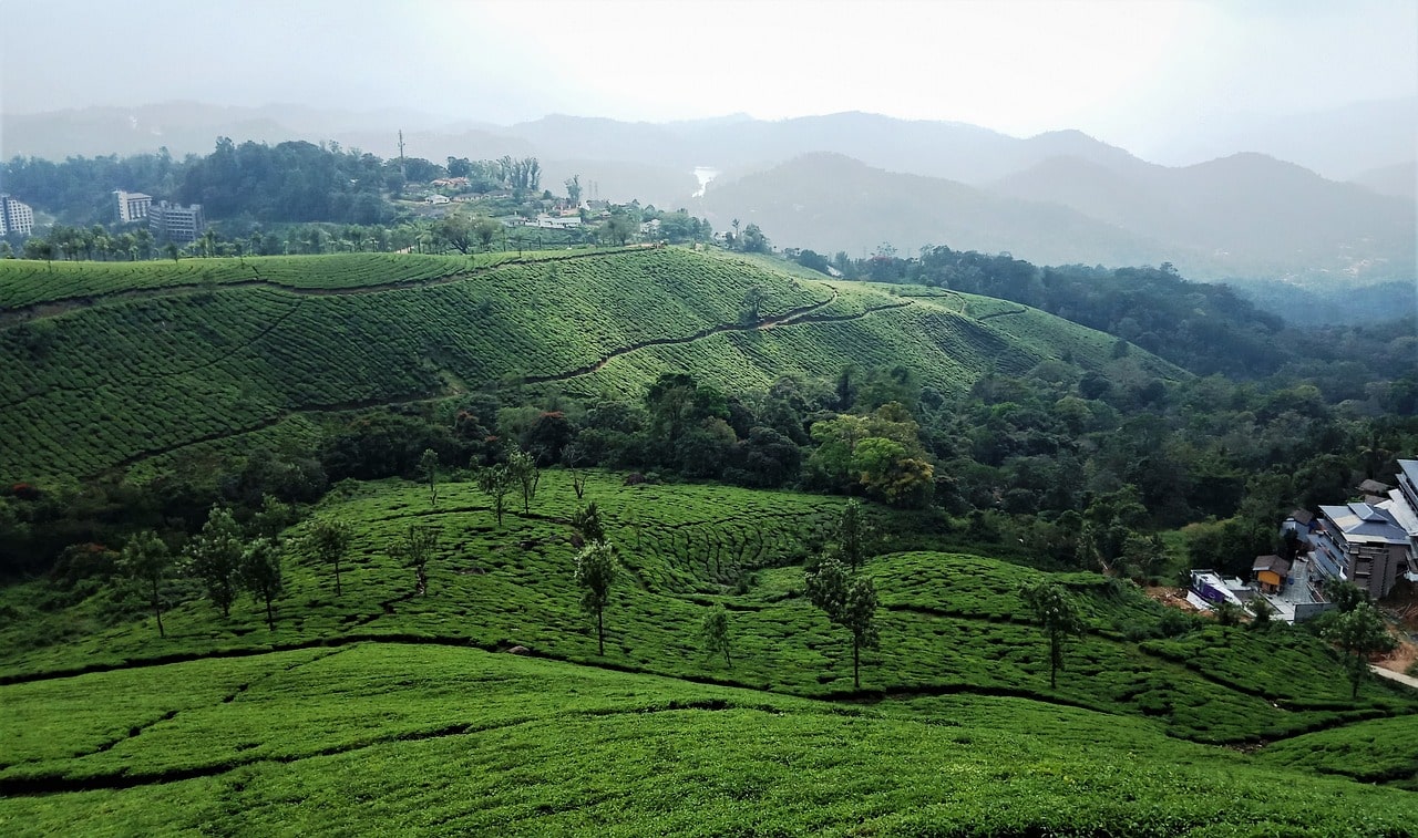 Things to do in Munnar