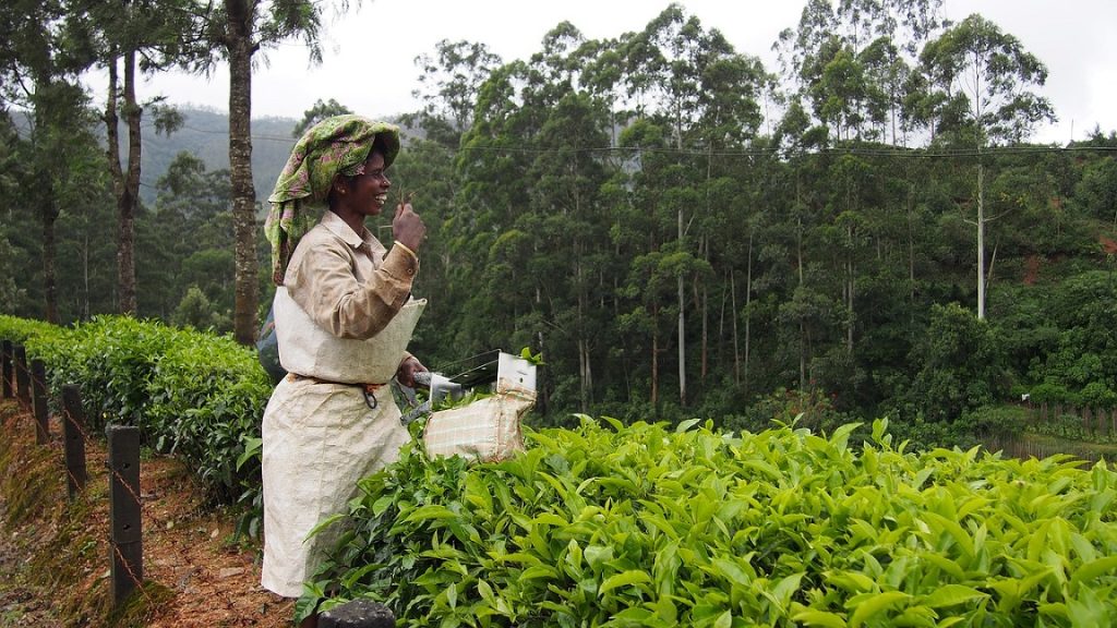 Visit Tea Plantations in Munnar - Best things to do in Munnar