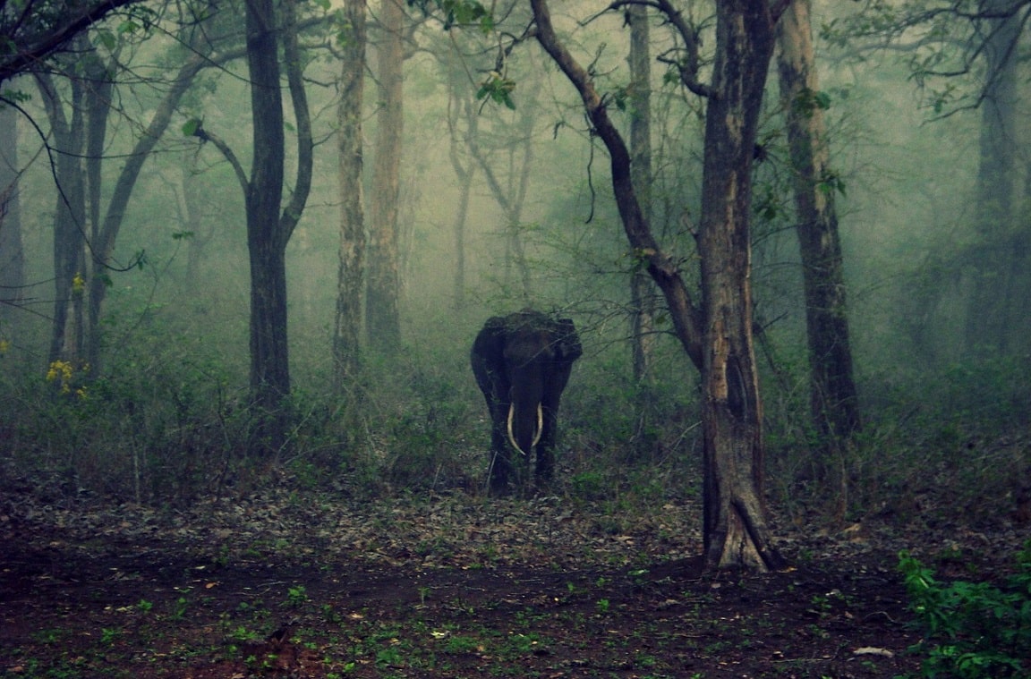 National Parks in Karnataka