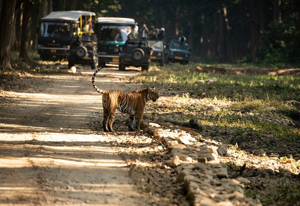 Jim Corbett National Park