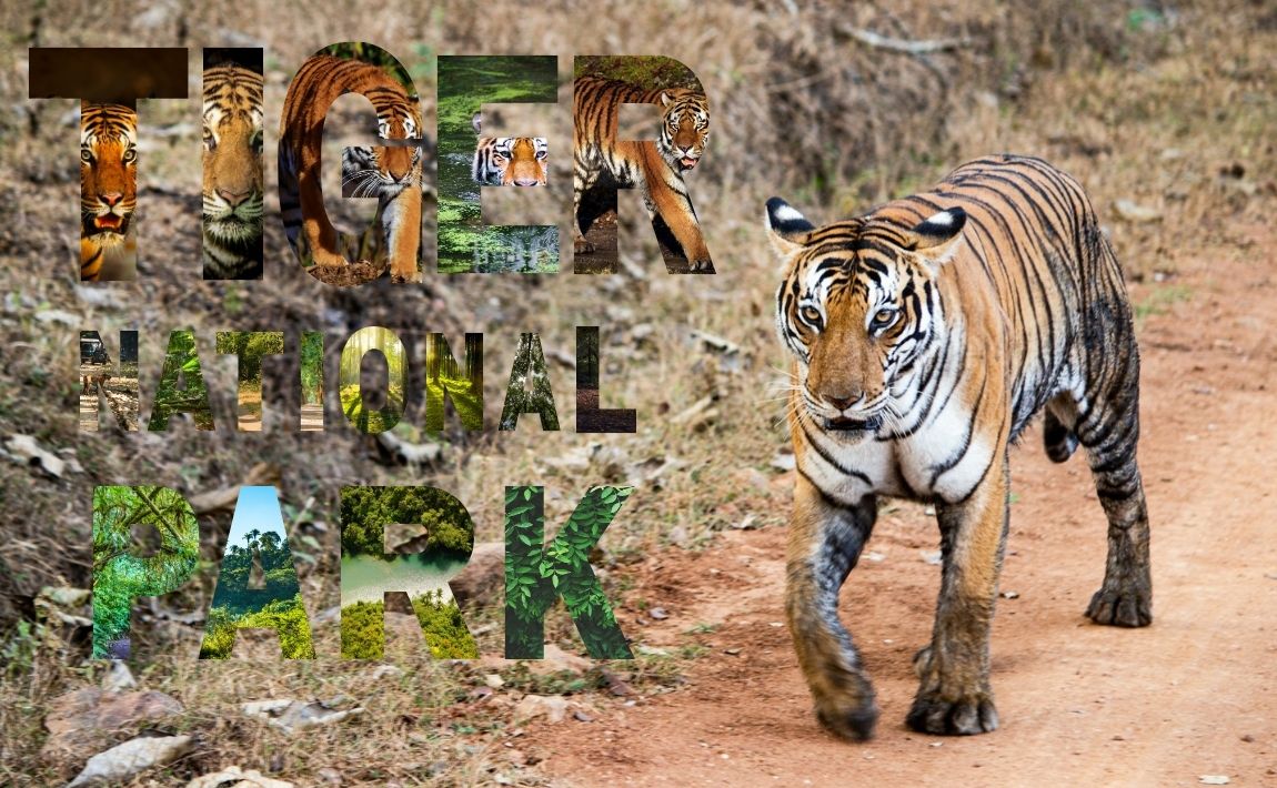 India Tiger Sanctuary